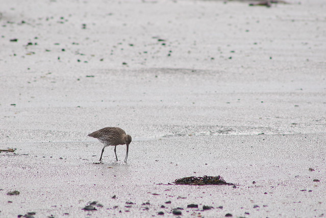 Curlew (1)