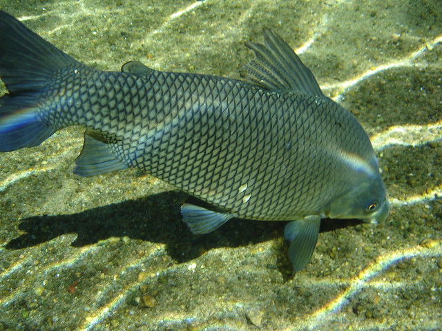 Peixe visto durante mergulho no Rio da Prata - Jardim - MS - Brazil