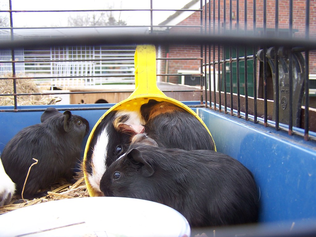 Cavia s Jelkeschaafsma Flickr cavia-s-jelkeschaafsma-flickr