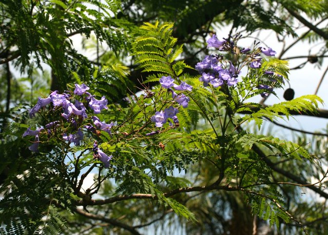 Caroba - Jacaranda macrantha