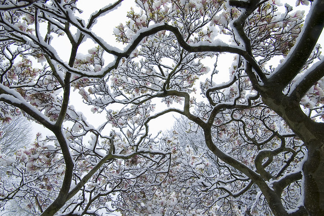 Tree snow in Preston Park Brighton