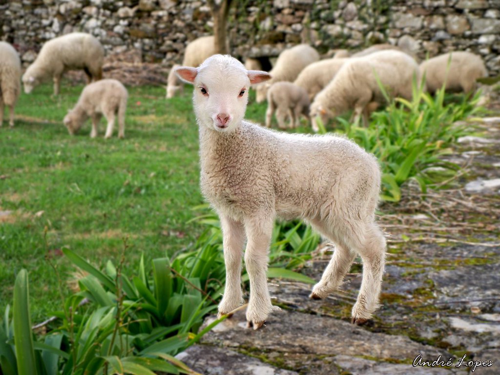 Ovelhinha / Cute Little Sheep
