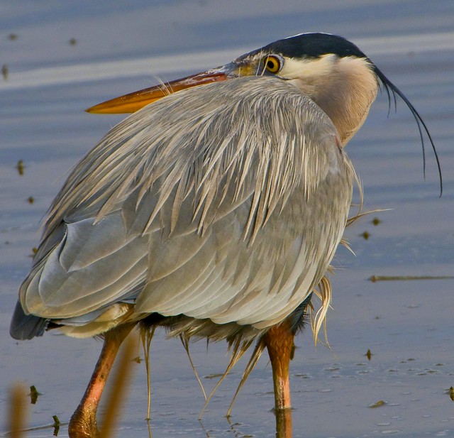 Heron fishing in the Fraser River