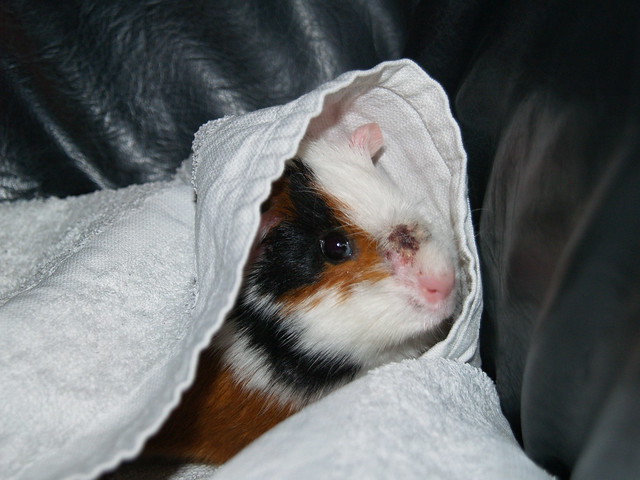 Puck, the Guinea Pig