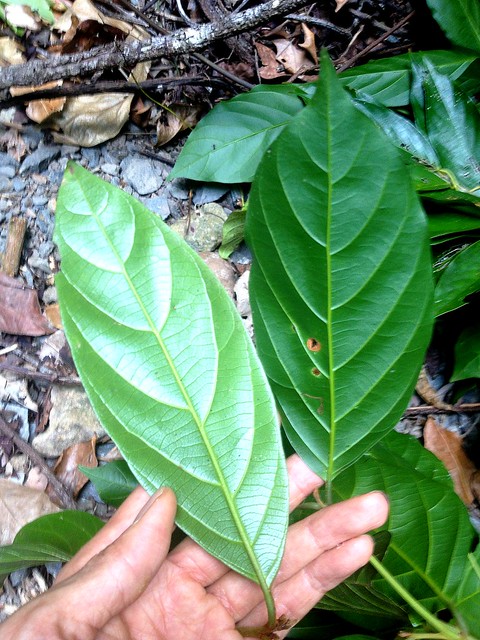 Endiandra insignis vs Endiandra leptodendron