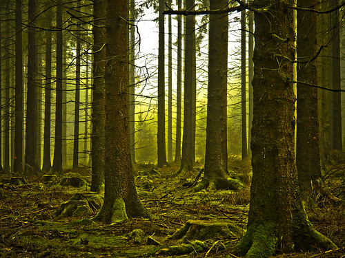 Wald bei Alpe - forest near Alpe by NPPhotographie