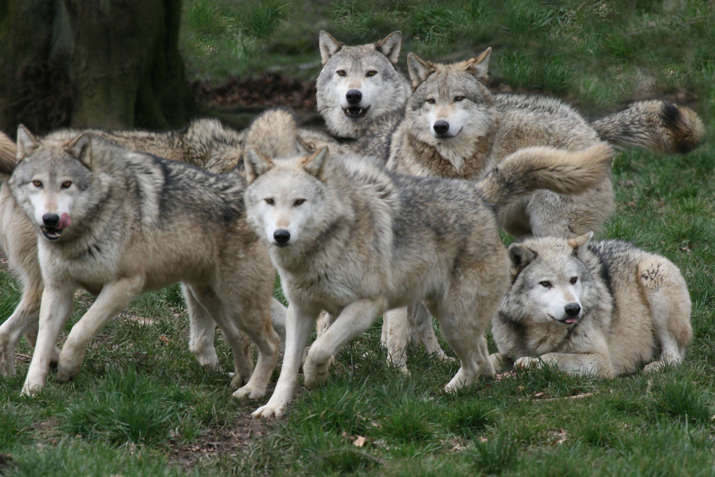Pack Of Gray Wolves