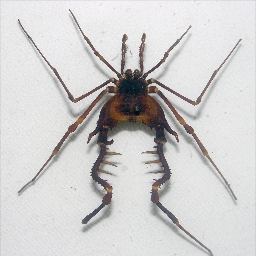 A spectacular Chilean harvestman (Sadocus ingens) in the exhibit hall of the Museum of Natural History in Santiago