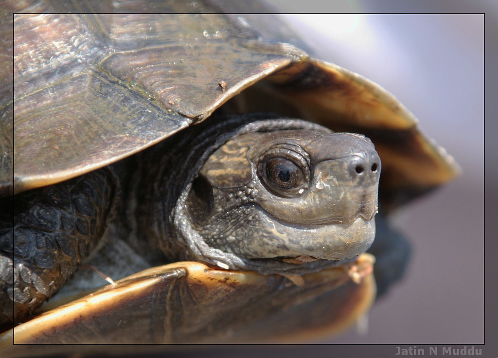 Tortoise smile | There was a lake near BR Hills. This unfort… | Flickr