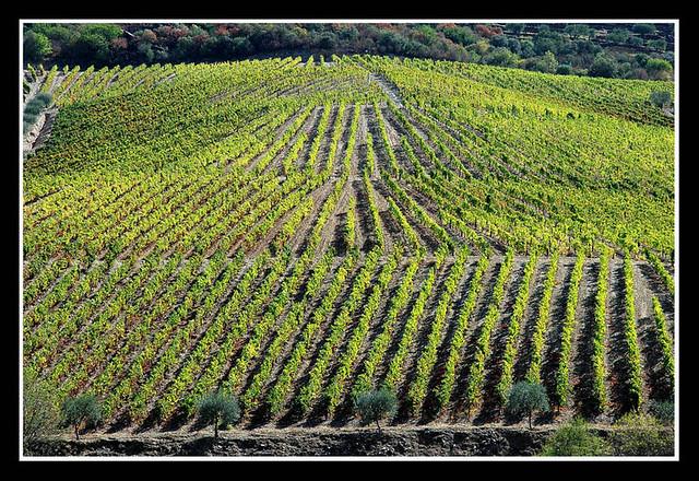 Viñas -Ribera del Duero - PORTUGAL