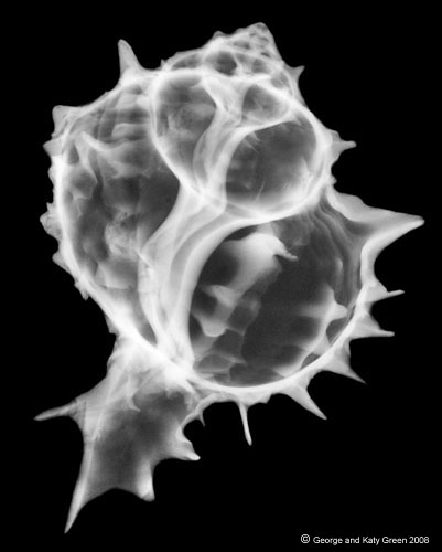 Baylor Shell XRay seashell photos | Flickr