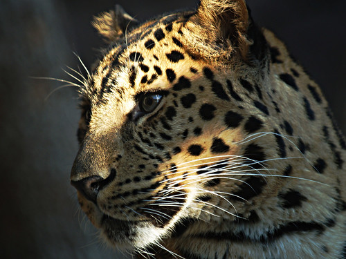 Sun Kissed Leopard by ~Terrie K ~