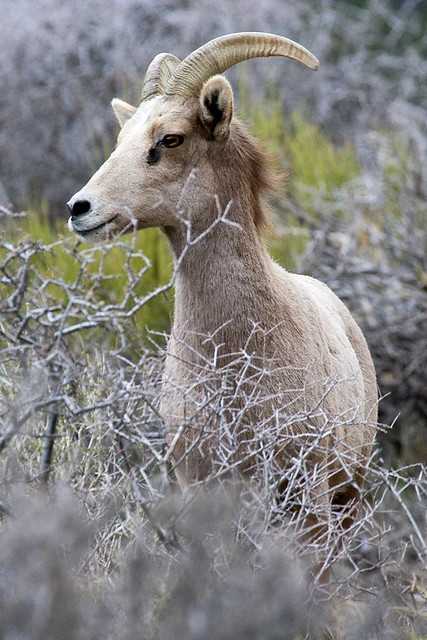 Desert Big Horn Sheep – Red Rock Canyon