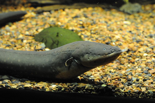Electric eel | by chrisbb@prodigy.net