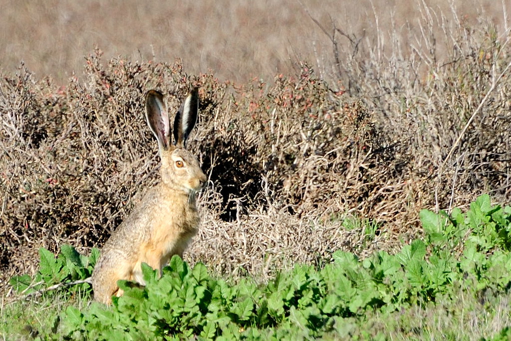 Jack Rabbit at the Baylands | Scene from Palo Alto Baylands | Flickr