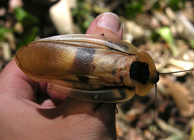 Giant roach (Blaberus giganteus ?) on my finger, BCI, Panama