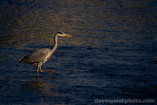 Grey Heron on the Tolka River, Dublin City