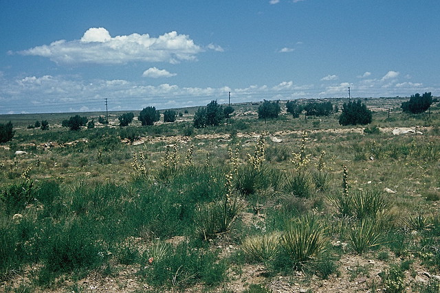 Deserts and flowers in New Mexico, 1960