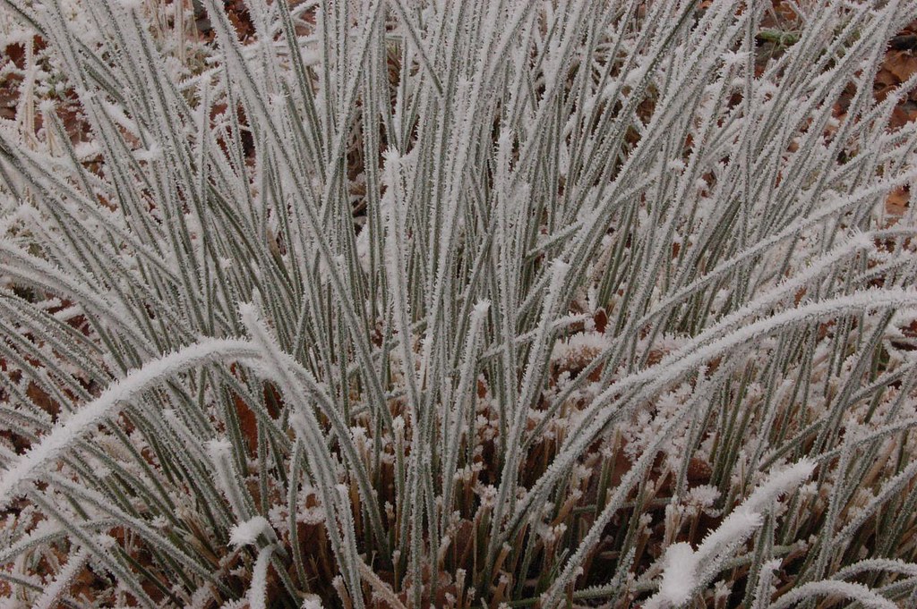 Frozen Reeds DSC_6109 | Frozen Reeds | Ross Goodman | Flickr
