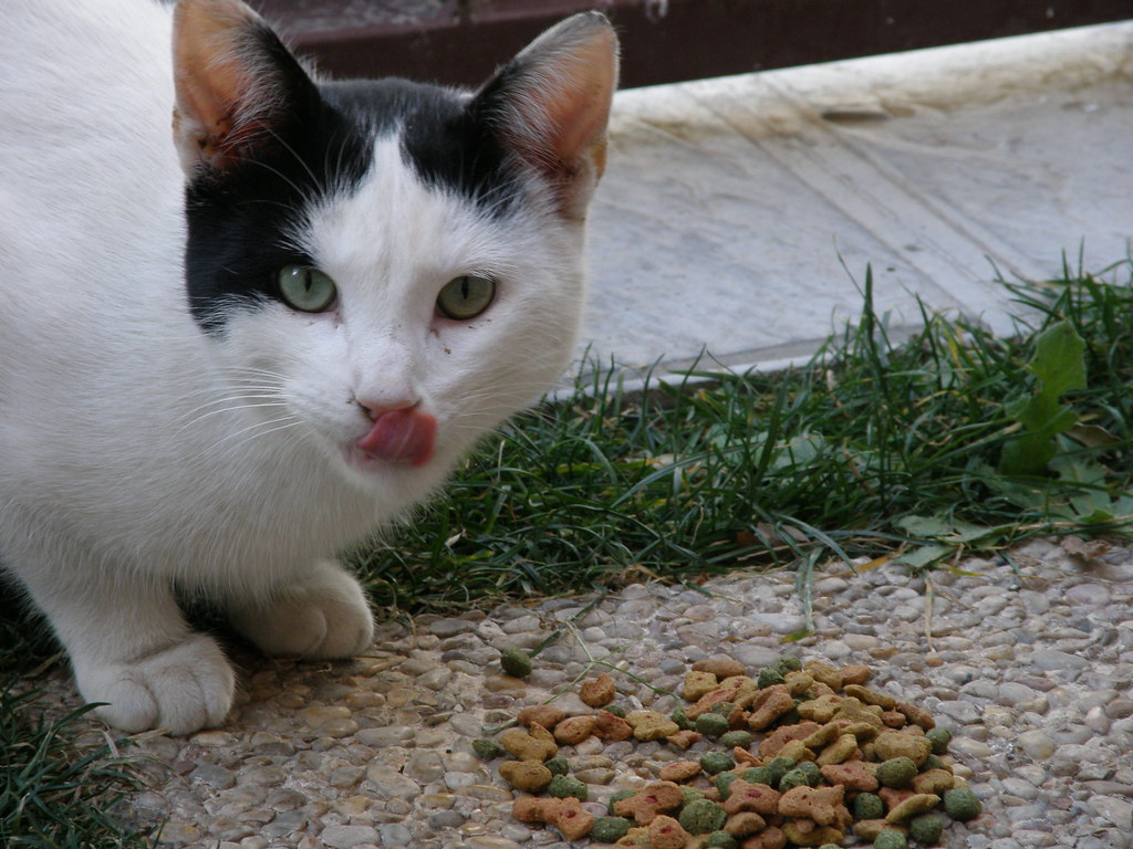 can cross eyed cats see normally