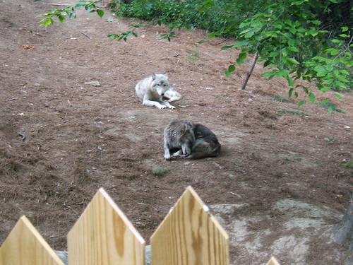 Wolves | by kstatewildcat