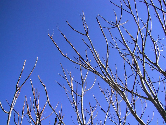 Las ramas de los chopos en invierno