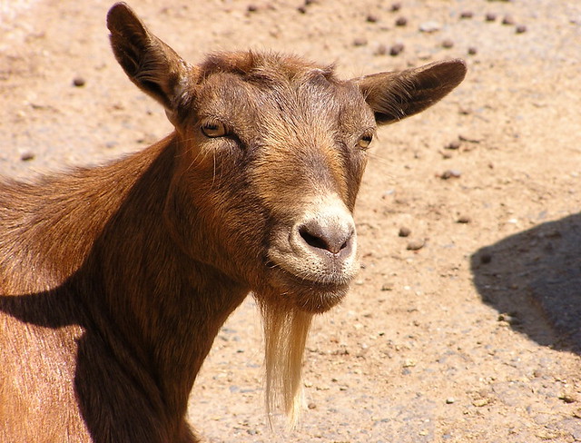 unsmiling goat