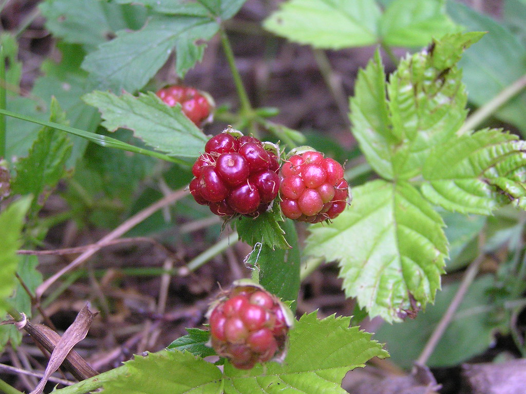 Black Raspberry Brambles Bramble berry? | Not a black raspberry; it trails along the … | Flickr