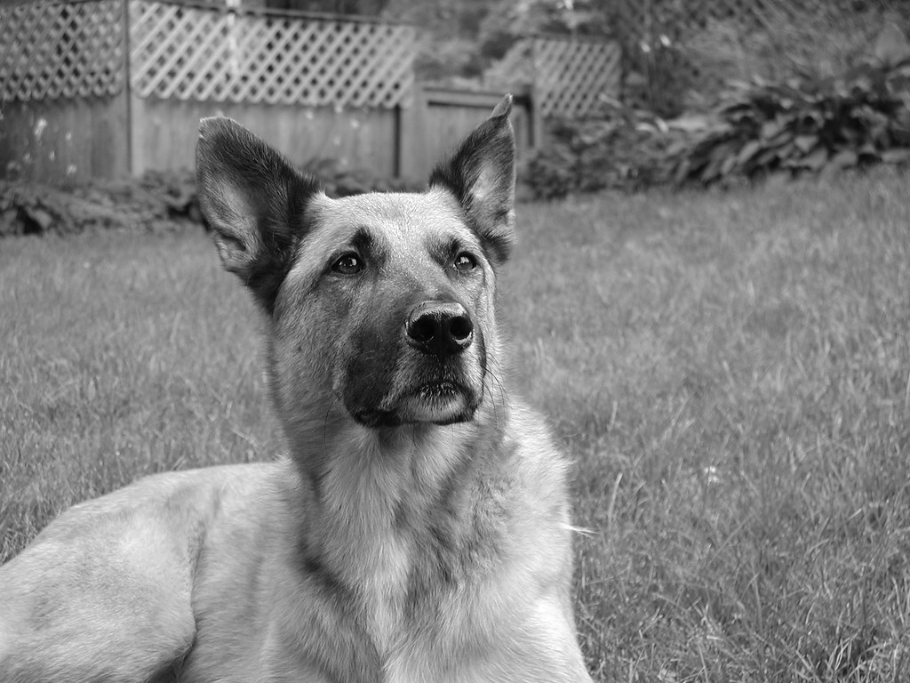 Guinness der Hund
