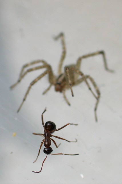 Funnel Spider and prey 5