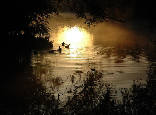 bielefeld enten morgenstimmung sunrise ducks lake obersee
