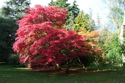 Autumn Colour | Westonbirt Arboretum is run by the UK Forest… | Flickr