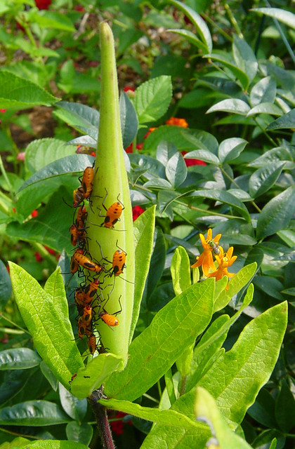 Butterfly weed Asclepias tuberosa, with orange insects