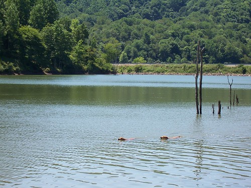 farmparty westvirginia weston july22242005 stonewalljacksonlake lake swimming poncho patsy dogs