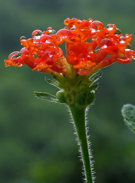 Lantana Bush Flower