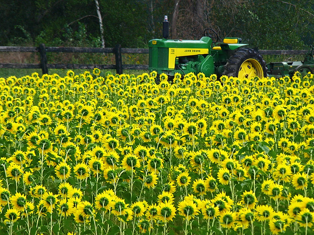 Sunflowers «adoring» King Tractor...!