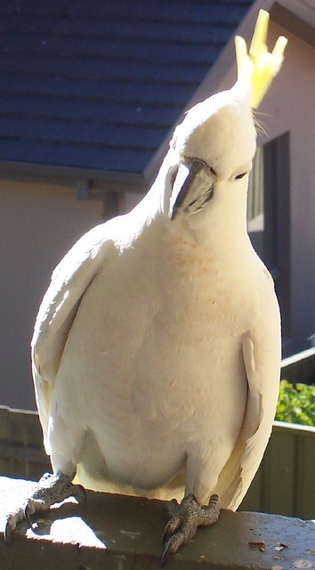 Wild Cockatoo @ Keiraville