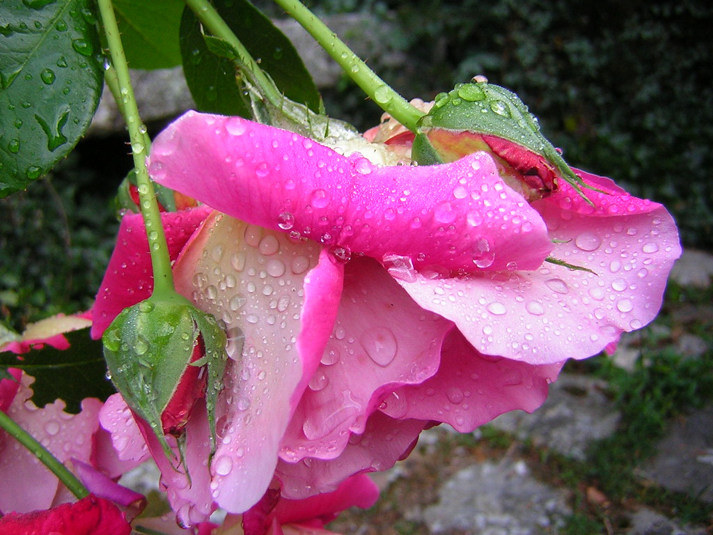 Quenched | The roses had flopped over with the weight of the… | Flickr