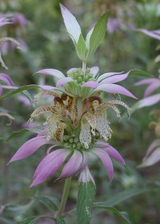 Spotted Bee-Balm | Dune forest understory. | Anita Gould | Flickr