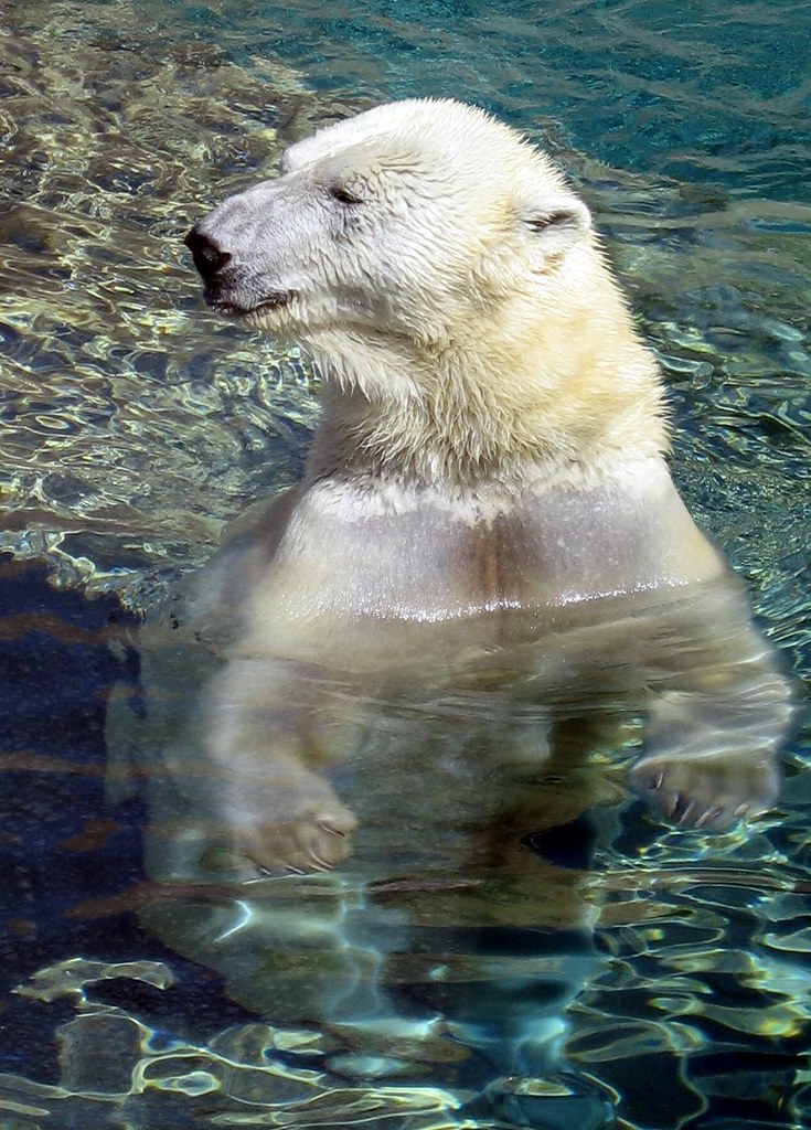 Polar Bear Toronto Zoo