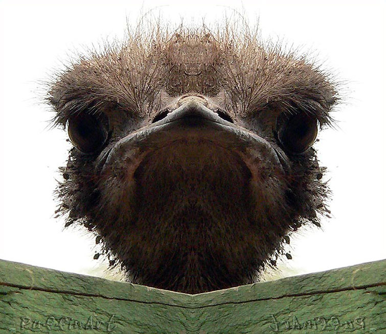 Funny Ostrich | For the Digital Mirror group. Based on this … | Flickr