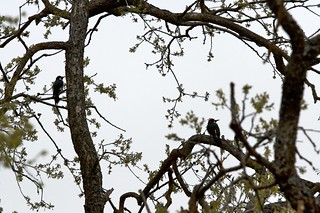 Flickr photo: Wildlife around the Lodge at Stallion Springs, Tehachapi