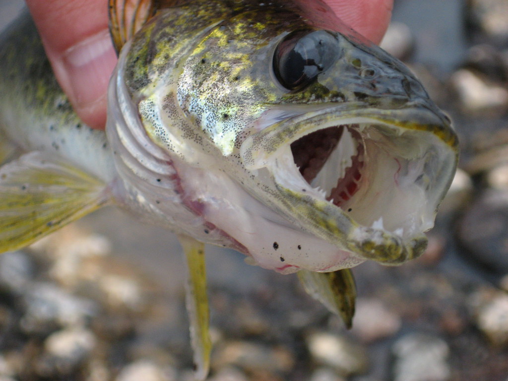 walleye, just a tiny baby, but look at those teeth! rawr!, megankhines