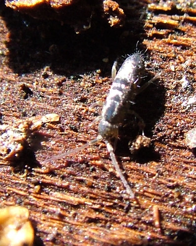Purple Springtail Smaller Purple Springtail | 5/11/07 Boulevard Park, Seattle,… | Flickr