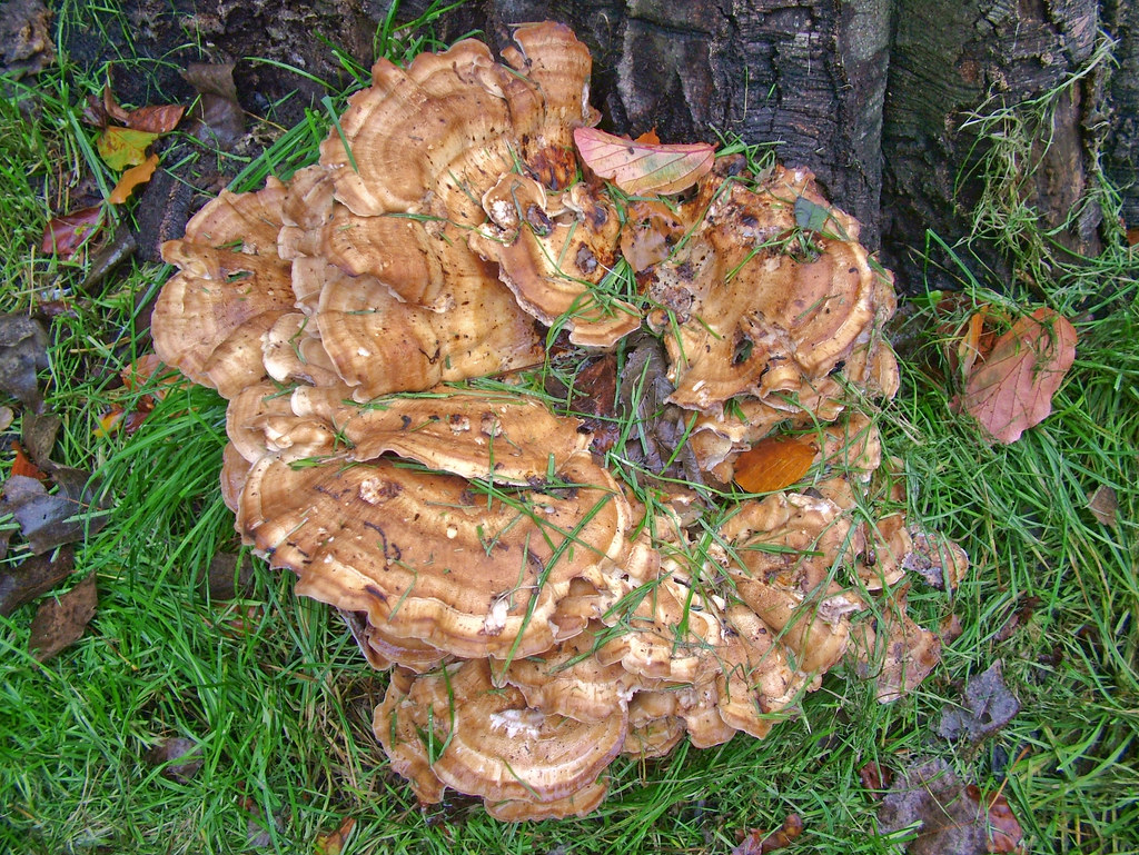 Meripilus Spore Meripilus giganteus (Giant Polypore)061 | synonyms: Giant Po… | Flickr
