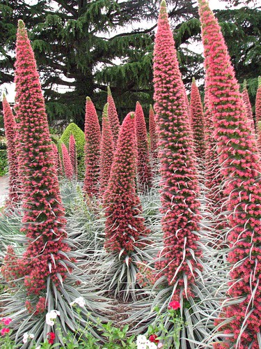 Echium wildpretii | Mom was fascinated by these.... Also kno… | Flickr