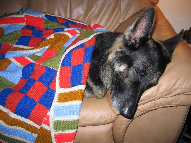 Warm and cozy GSD