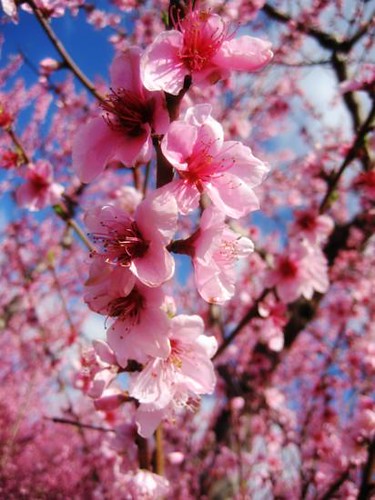Close Up Peach Blossoms