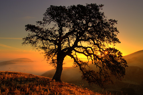 oak silhouette by Marc Crumpler (Ilikethenight)