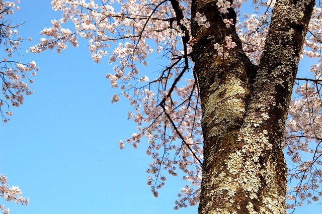 桜の木　・　sakura tree